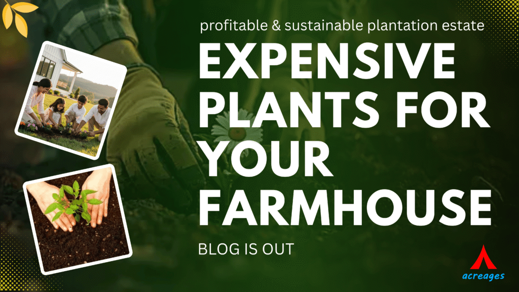 expensive trees in Maharashtra