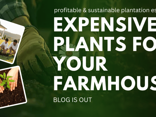 expensive trees in Maharashtra