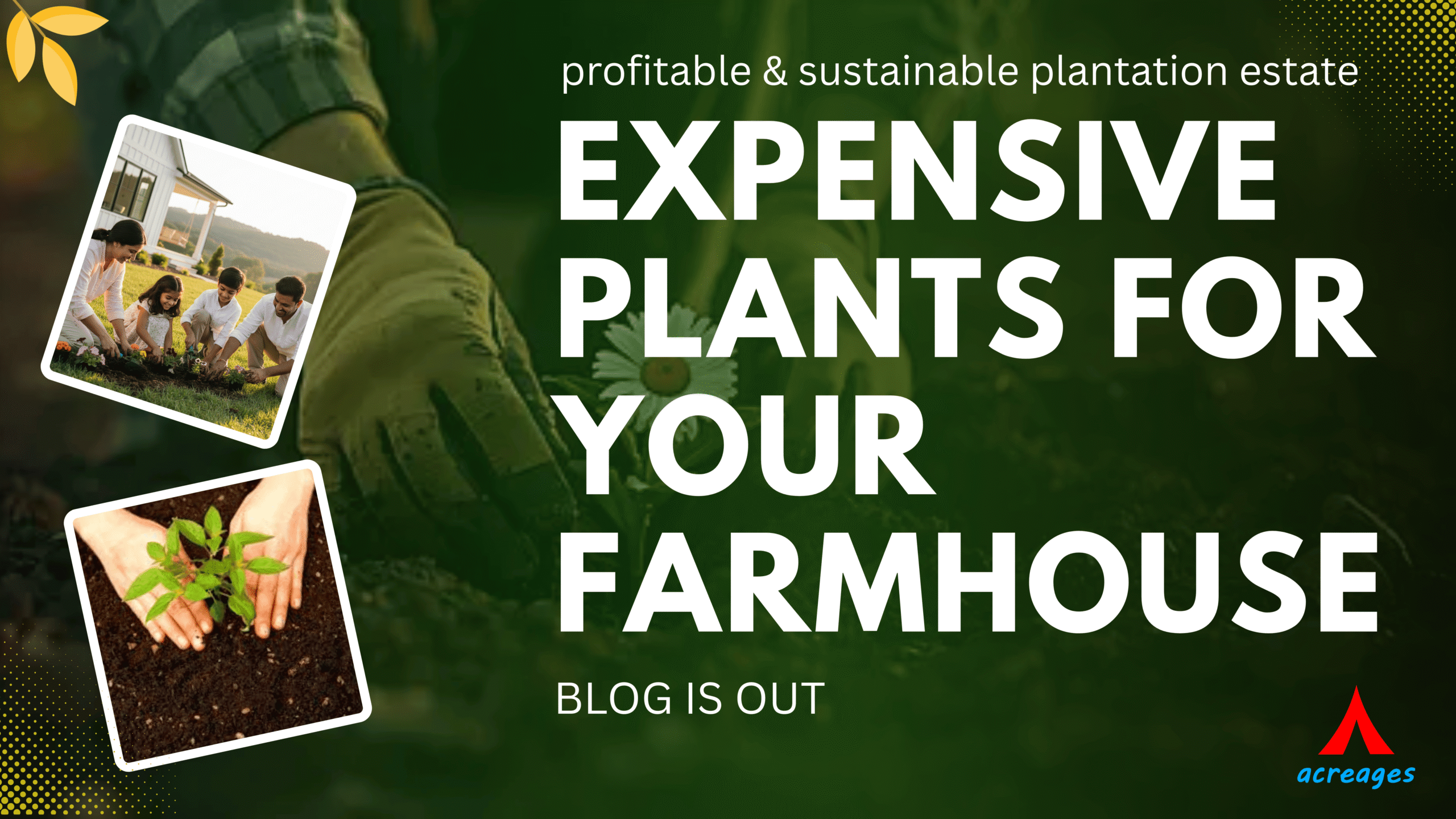 expensive trees in Maharashtra