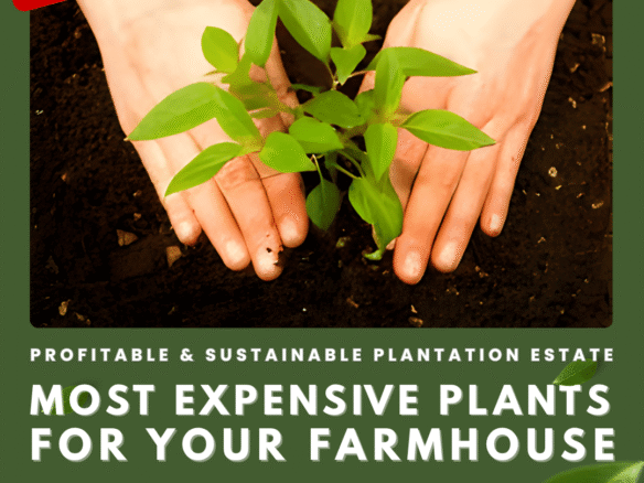Most Expensive plants