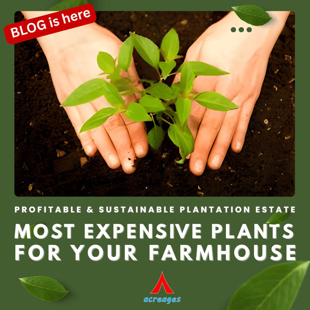 Most Expensive plants
